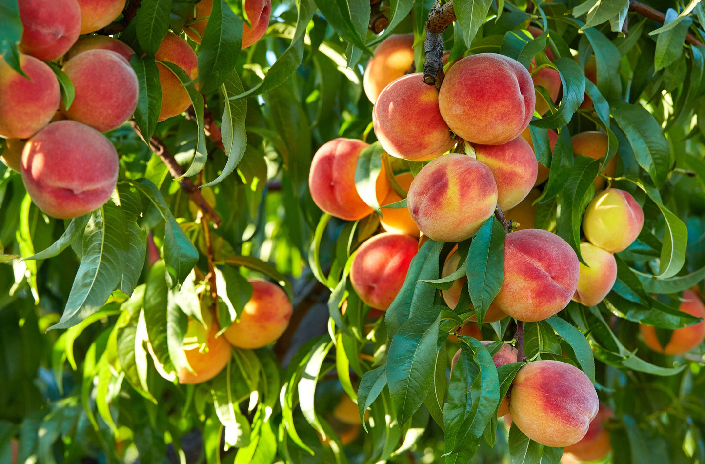 bonsai peach tree Peach Tree Seeds - 4 Large Seeds - Grow Fruit Bearing Bonsai