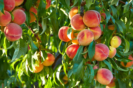 Peach Tree Seeds - 4 Large Seeds - Grow Fruit Bearing Bonsai - Made in USA. Ships from Iowa