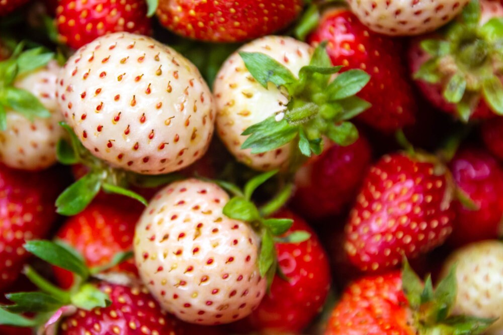 Double the Color Strawberry Duo Packet - 100 Red Strawberry Seeds + 100 White Strawberry Seeds to Plant