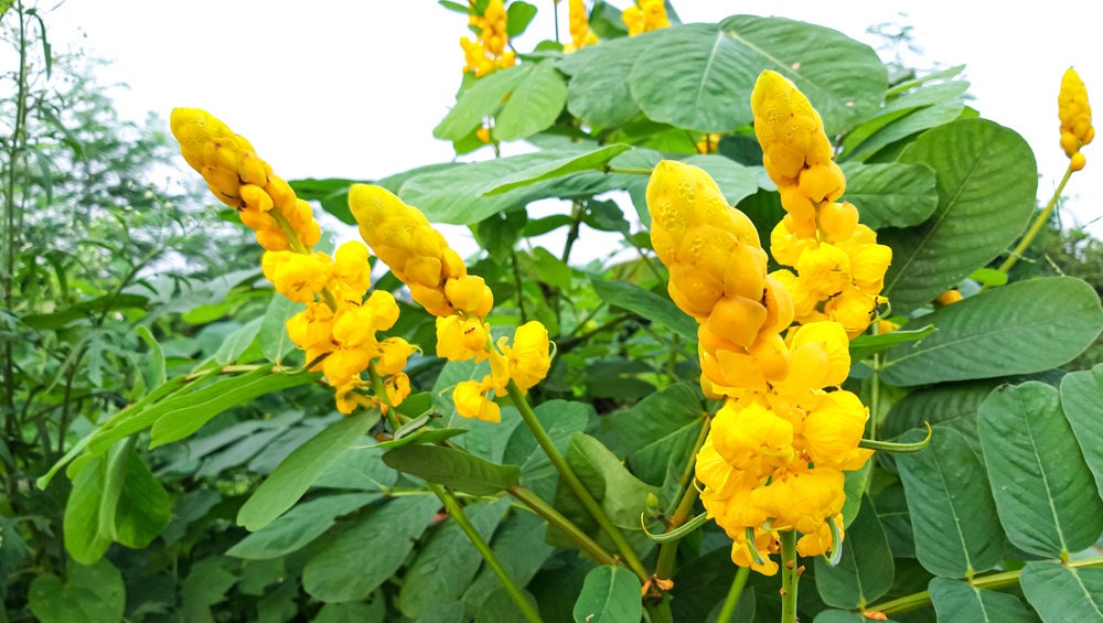 Emperors Candlesticks Wildflower Seeds - 30 Seeds of Senna alata - Ships from Iowa, USA