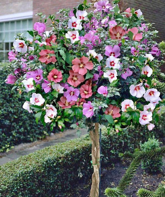 50 Rose of Sharon Flower Seeds for Planting - Beautiful Multicolor Hibiscus Seeds - Giant Perennial Flower - Ships from Iowa, USA