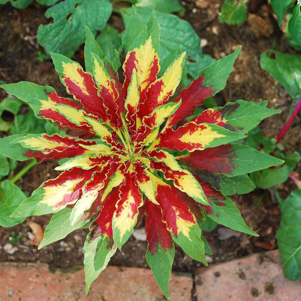 Amaranthus Tricolor Seeds - 100 Seeds -Ships from Iowa, USA