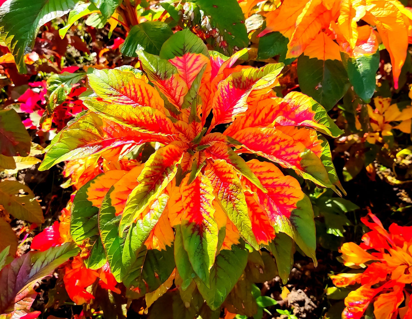 Amaranthus Tricolor Seeds - 100 Seeds -Ships from Iowa, USA