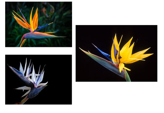 Bird of Paradise Tree Seed Bundle - 5 Seeds to Grow of Each Color - Great Indoor Plant or Bonsai - Strelitzia nicolai