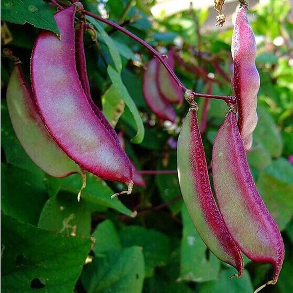 Purple Hyacinth Bean Seeds  - Award Winning Asian Beans - Edible