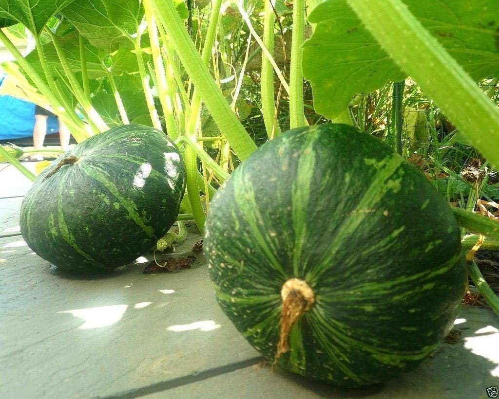 10 Kabocha Pumpkin Seeds | Exotic Garden Fruit Seeds to Plant | Sweet Exotic Melons, Grow and Eat