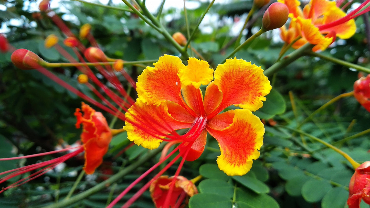 Red Bird of Paradise Flower Seeds for Planting - 10 Seeds - Caesalpinia pulcherrima - Peacock Flower