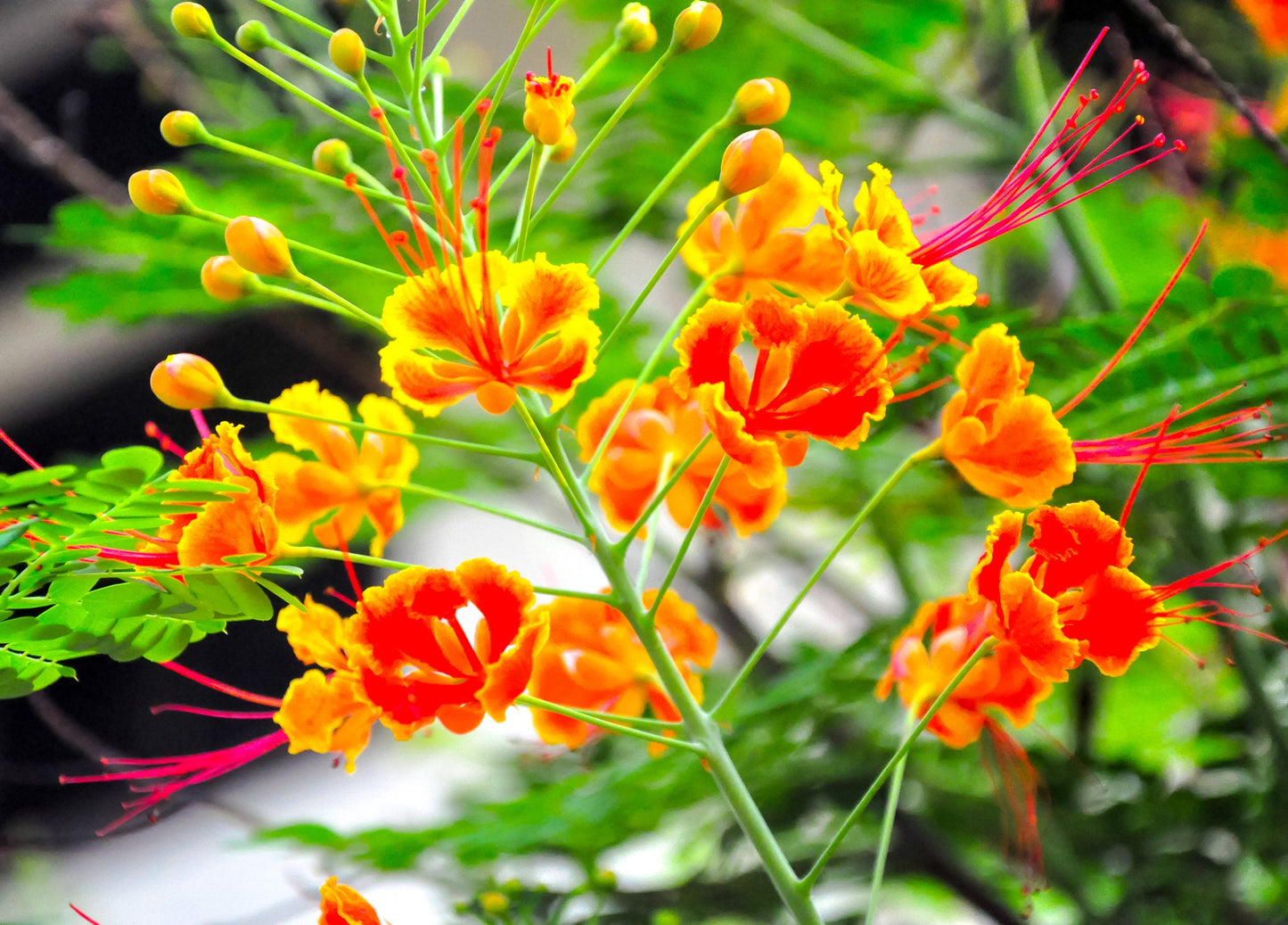 Red Bird of Paradise Flower Seeds for Planting - 10 Seeds - Caesalpinia pulcherrima - Peacock Flower