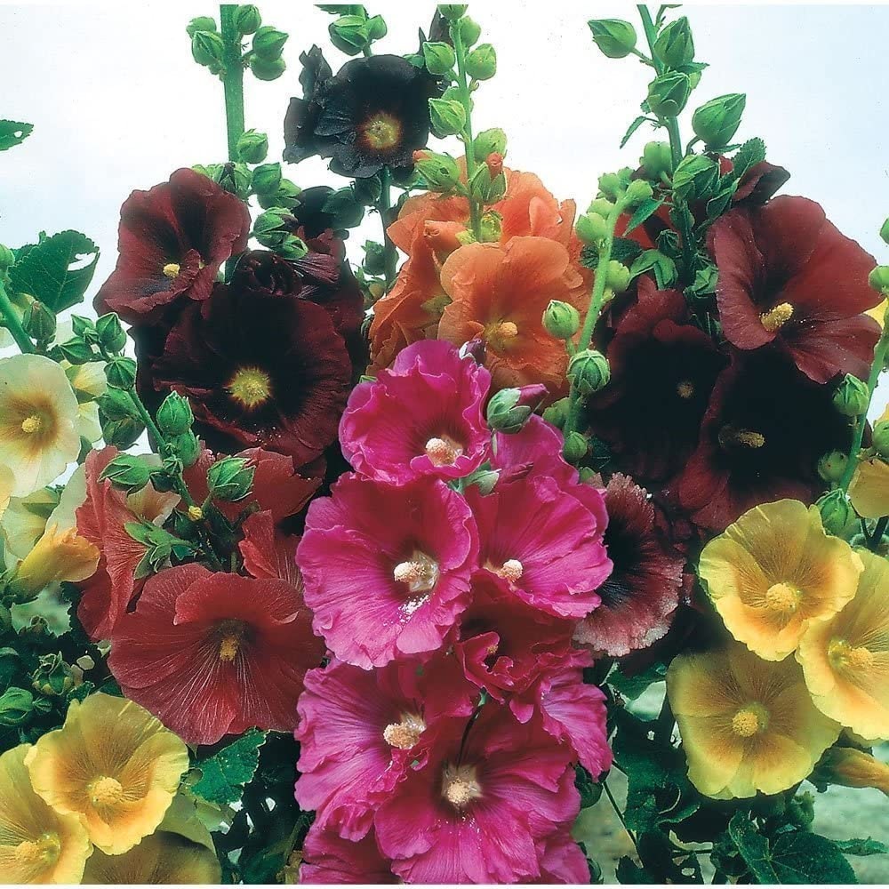 Hollyhock Seeds for Planting, Mixed Colors - 100+ Seeds - Long Blooming Period in All Zones