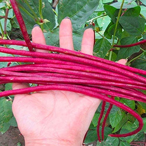 Red Cowpea Yard Long Bean Seeds Yardlong Beans Heirloom Non-GMO Vegetable