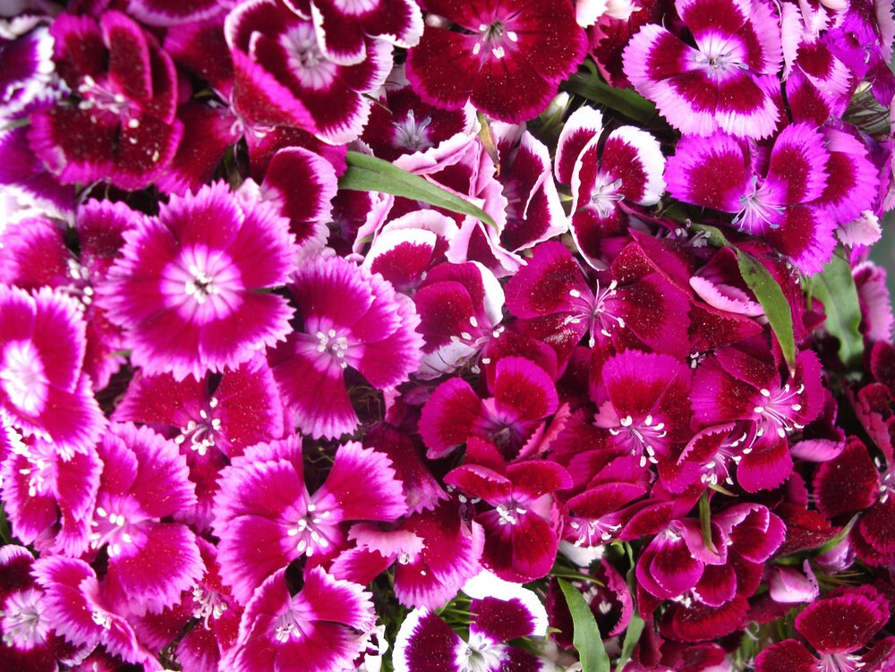 2,500+ Sweet William Flower Seeds, Single Mix | Exotic Garden Flowers | Made in USA, Ships from Iowa