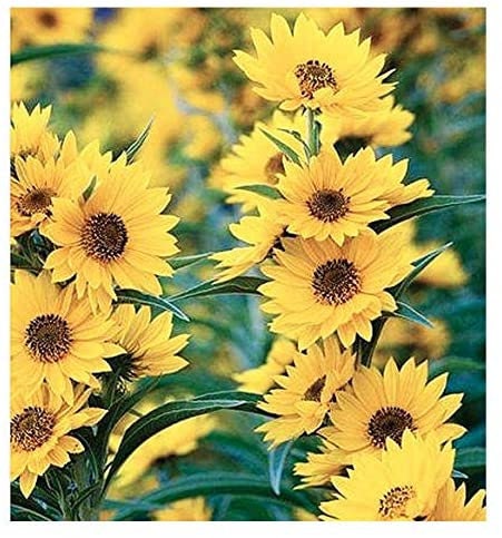 Giant Maximillian Sunflower Seeds - Perennial Sunflower - 500+ Seeds - Made in USA