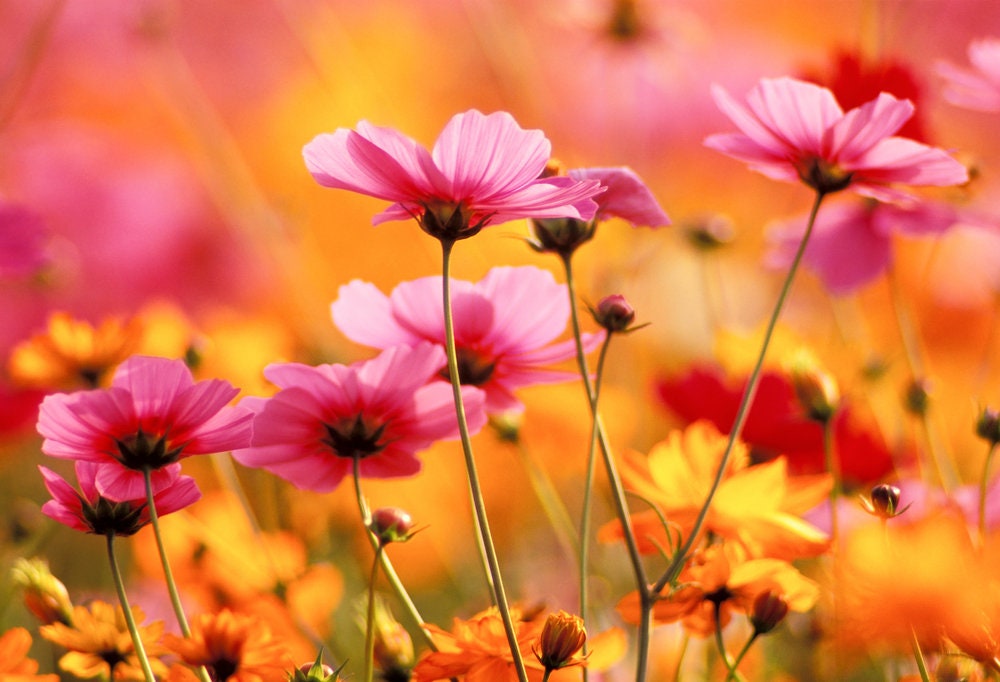 Cosmos Flower Seeds - Crazy Mix - Made in USA, Ships from Iowa.