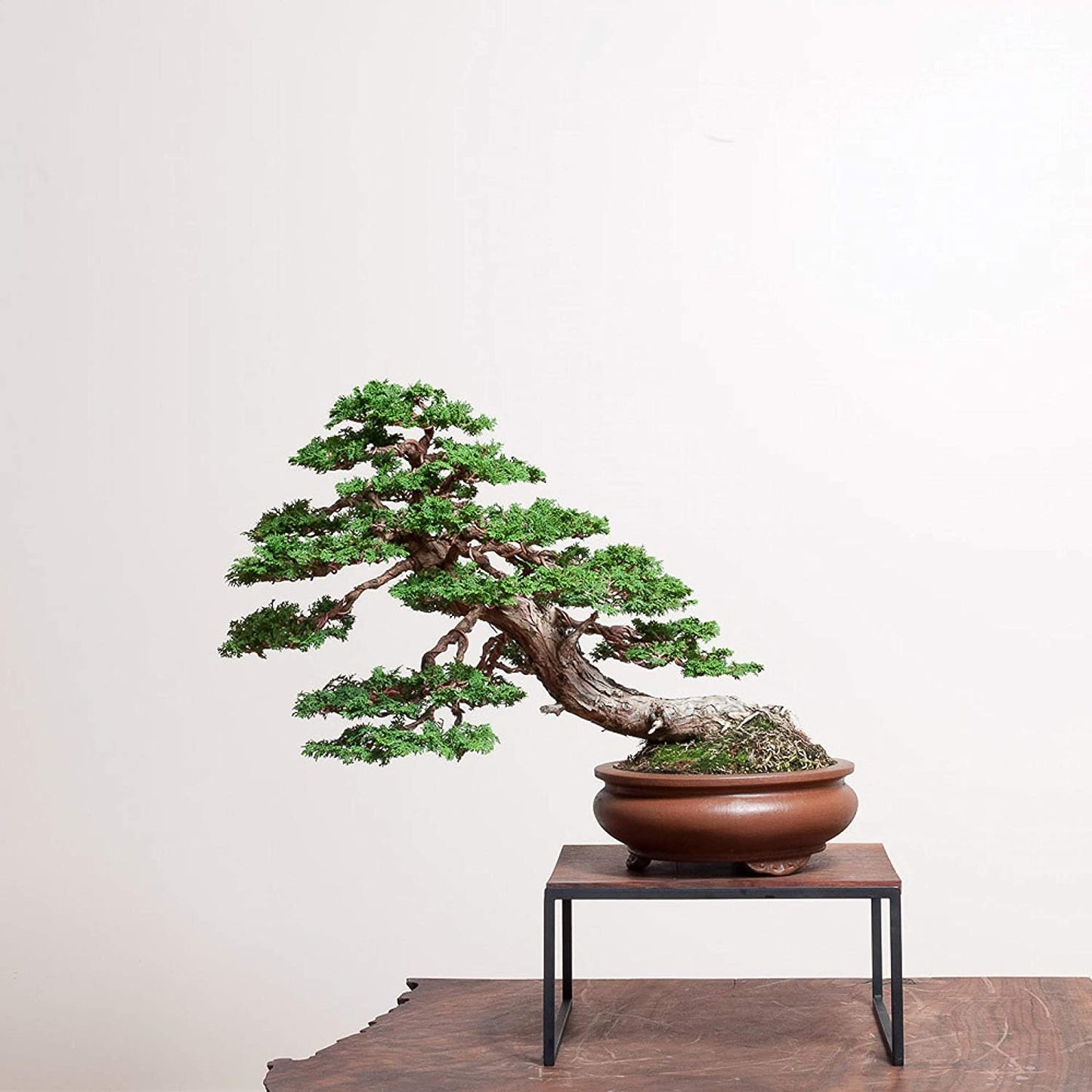 Hinoki Cypress Bonsai Tree Seeds - 30 Seeds to Grow - Evergreen Bonsai Tree - Ships from Iowa, USA