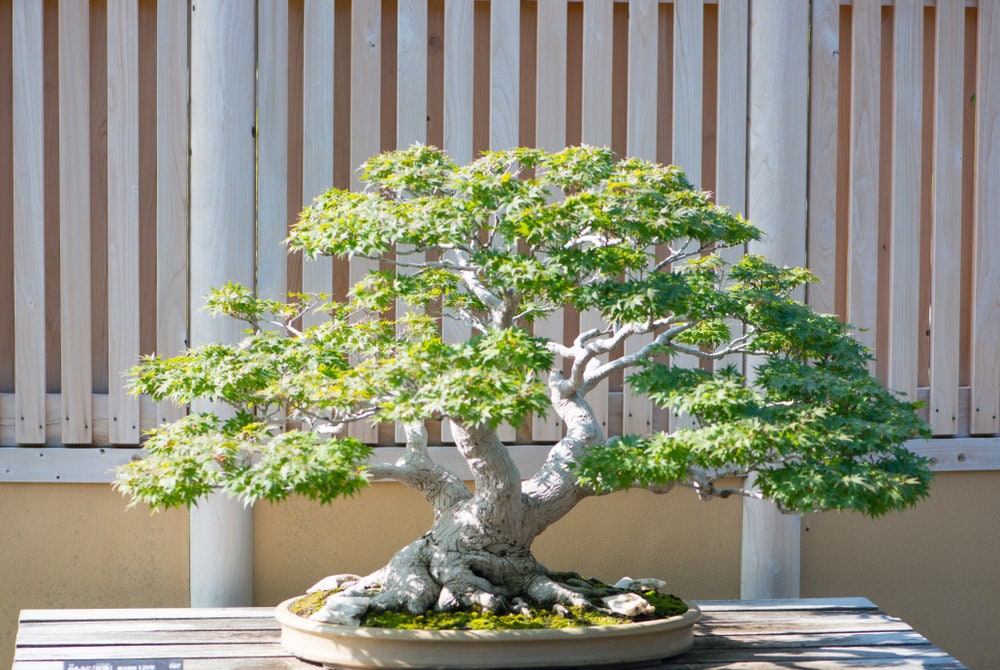 Japanese Maple Bonsai Tree Seeds for Planting