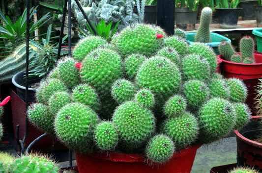 Golden Barrel Cactus Bonsai Seeds - 50 Seeds -Echinocactus grusonii - Ships from Iowa, USA - Grow Exotic Succulent Cacti Bonsai