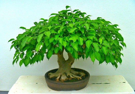 Sweet Plum Bonsai Tree Seeds | Prunus americana, 10 Seeds to Grow as Bonsai | Ships from Iowa, USA