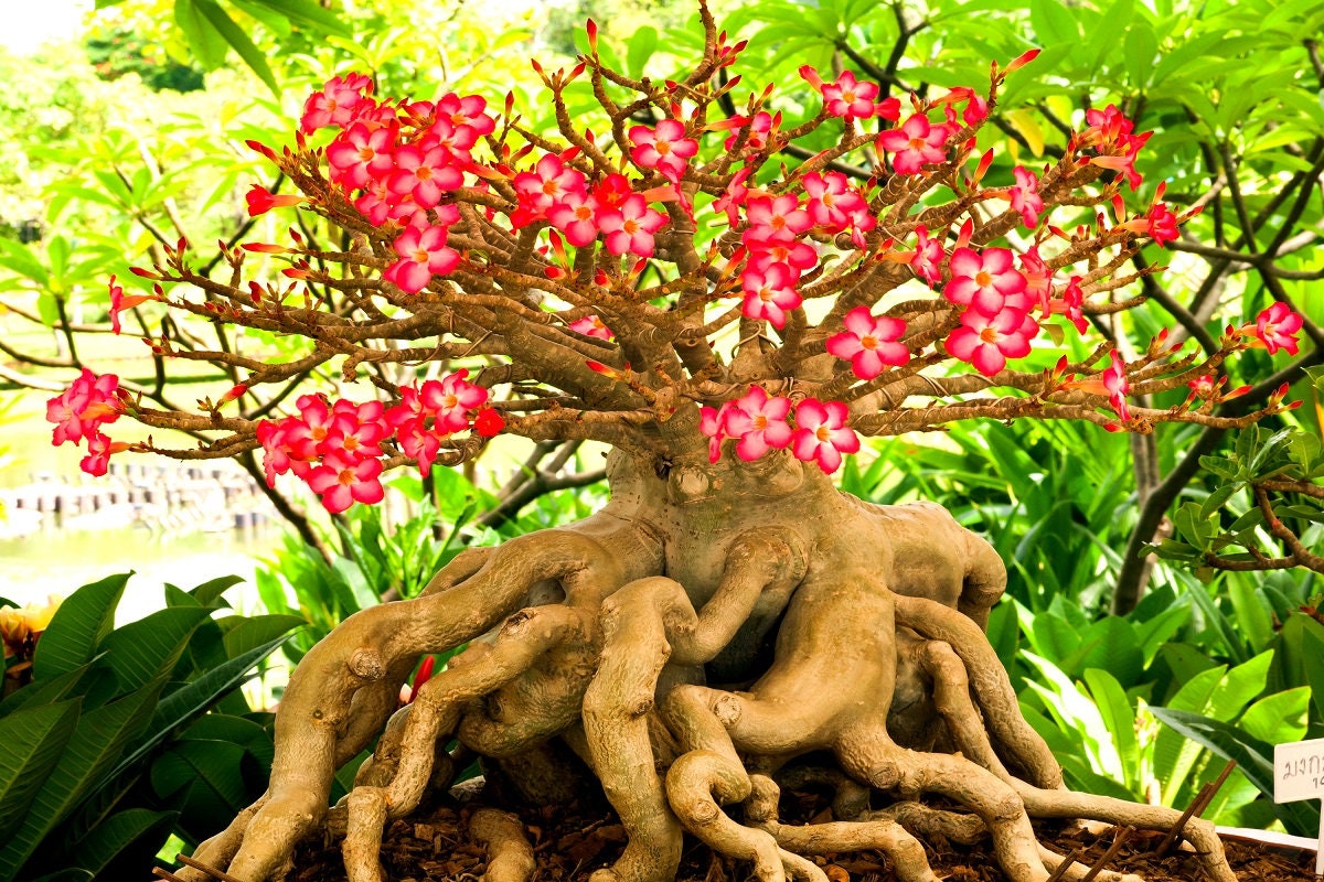 20 Rare Exotic Desert Rose (Adenium Obesum) Mixed Seeds