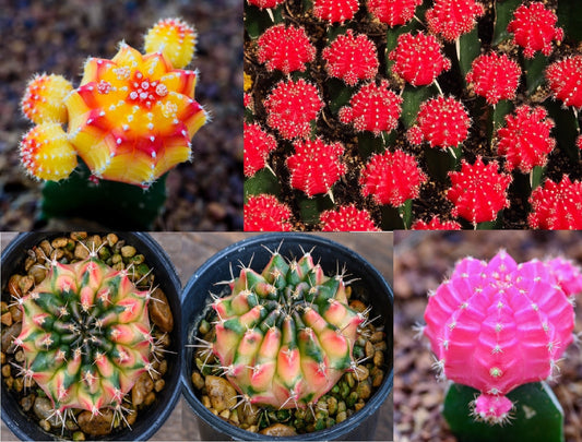 50 Gymnocalycium Species Mix Cacti Seeds - Vibrant Colored Cacti - Ships from Iowa, USA - Grow Exotic Cactus