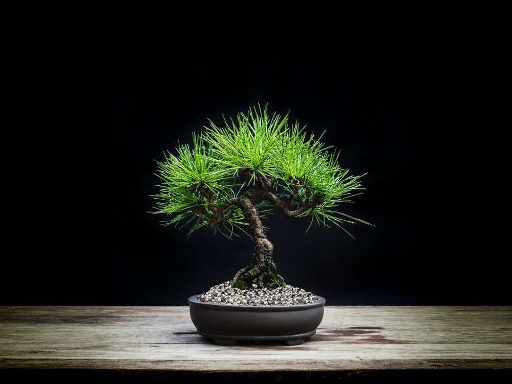 Japanese Black Pine Tree Seeds - 30+ Seeds to Grow - Must Have Bonsai Specimen