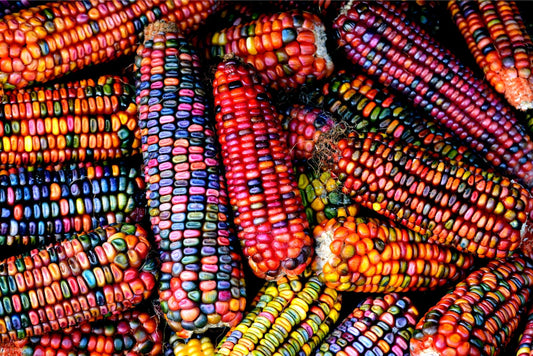 Mixed Indian Corn Seeds for Planting - Stunning Mixed Color Corn - Made in USA