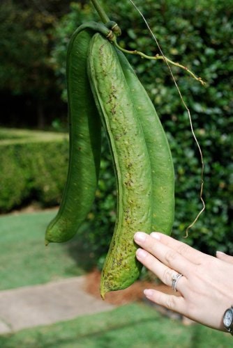 Giant Sword Jackbean - 4 Seeds to Grow - Canavalia gladiata - Huge Footlong Bean Pods