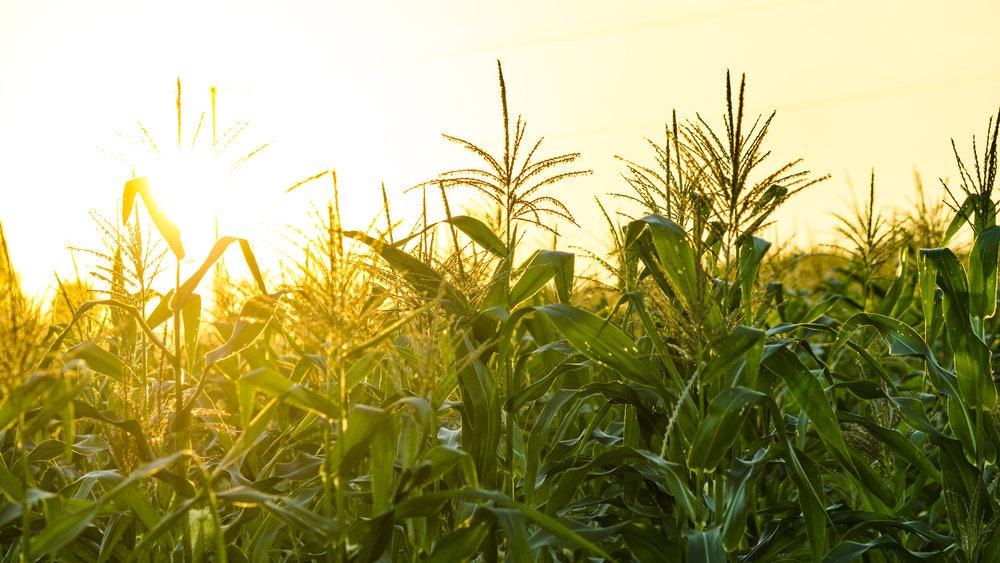 Yellow Dent Corn Seeds - 100 Seeds to Grow - High Yielding Hybrid Corn