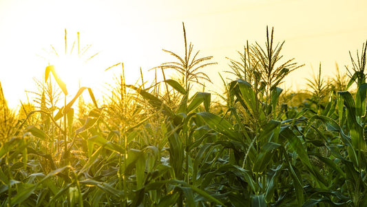 Yellow Dent Corn Seeds - 100 Seeds to Grow - High Yielding Hybrid Corn