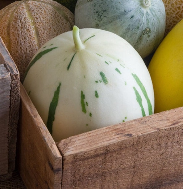 5 Snow Leopard Melon Seeds | Very Rare - Ships from Iowa, USA