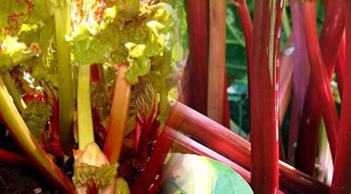 Victoria Red Rhubarb 50 Seeds for Planting - Perennial - Easy to Grow