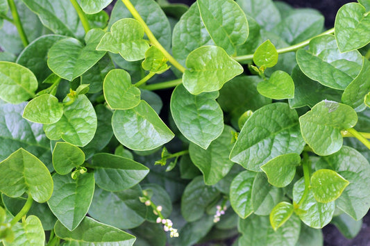 100+ Malabar Spinach Seeds for Planting - Ceylon Spinach Rau Mong TOI Green Stem Malabar Seeds