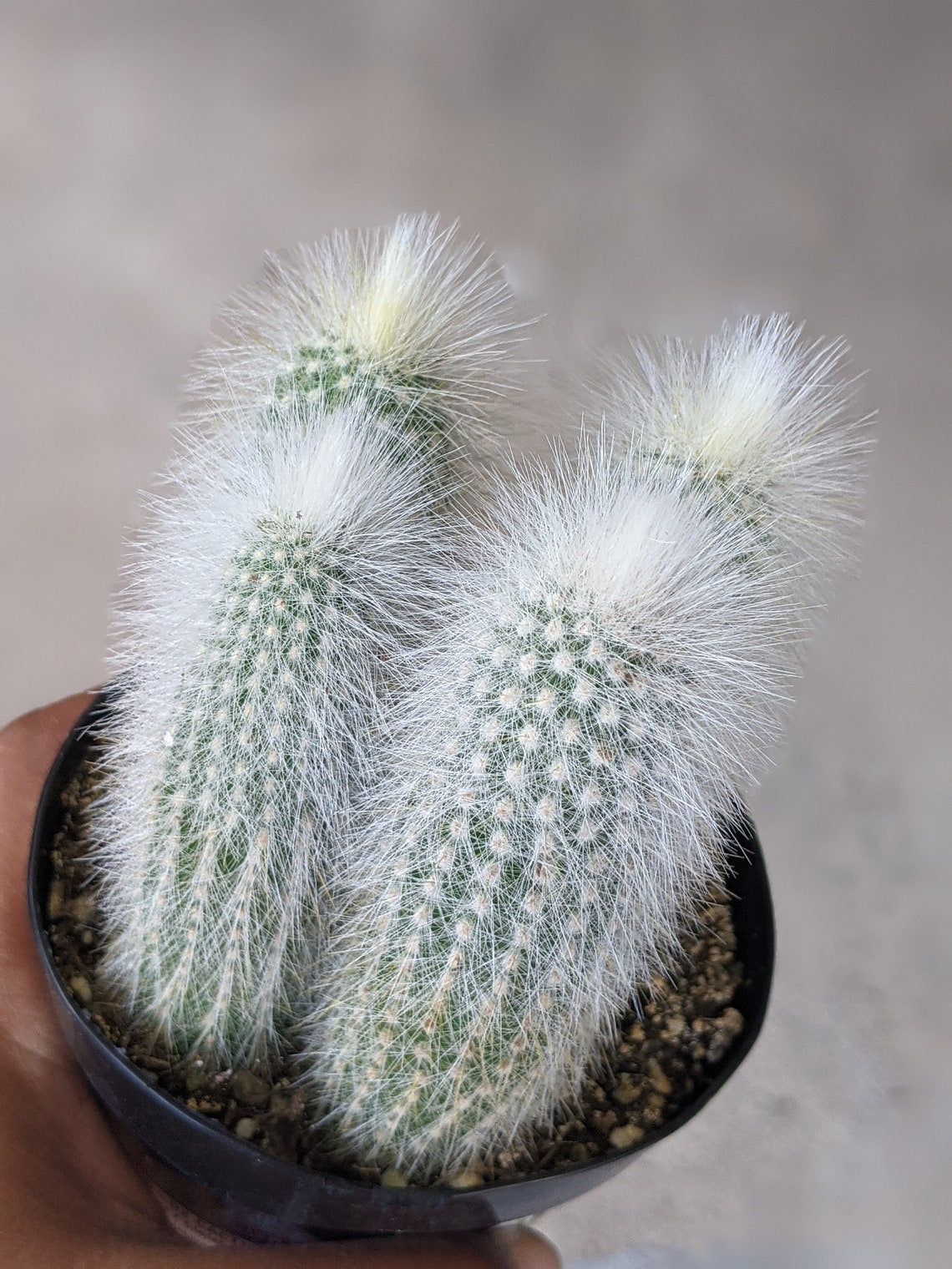 Silver Torch Cactus Seeds - Cleistocactus strausii Cacti Seeds - Ships from Iowa, USA - Grow Exotic Succulent Cacti Bonsai