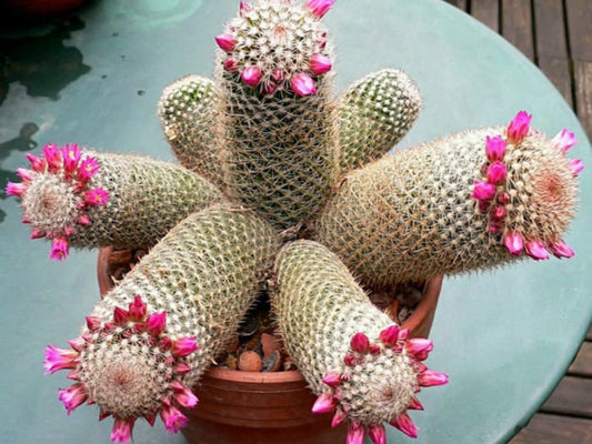 Thumb Cactus Seeds - Mammillaria matudae Cacti Seeds - Ships from Iowa, USA - Grow Exotic Succulent Cacti Bonsai