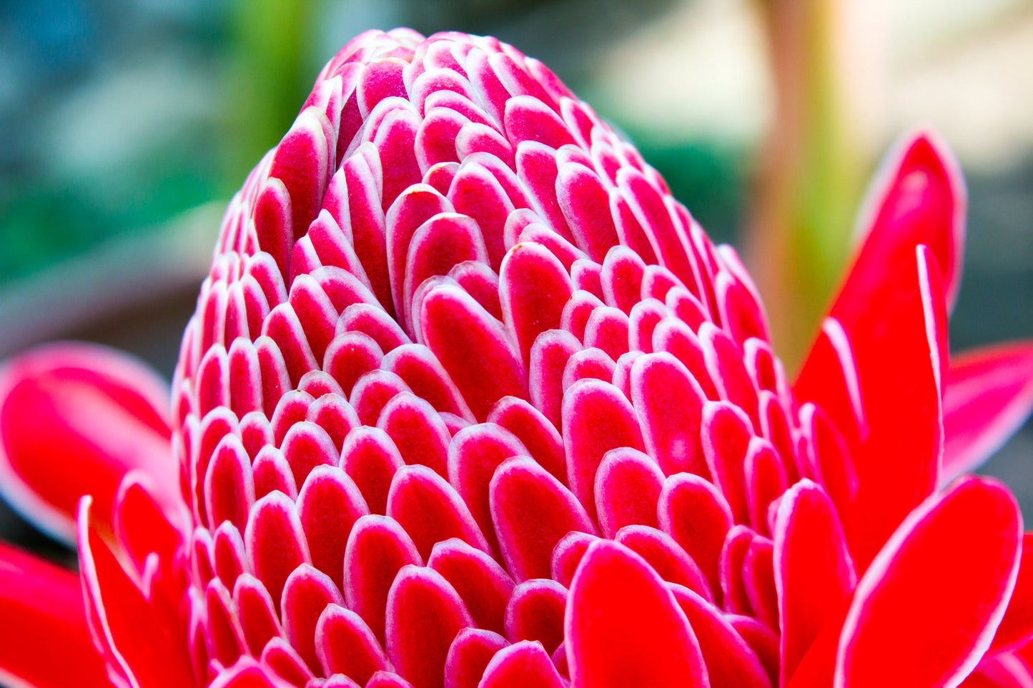 Red Torch Ginger Seeds - 10 Seeds - Hard to Find Ships from Iowa, USA - Etlingera Elatior Red Seeds