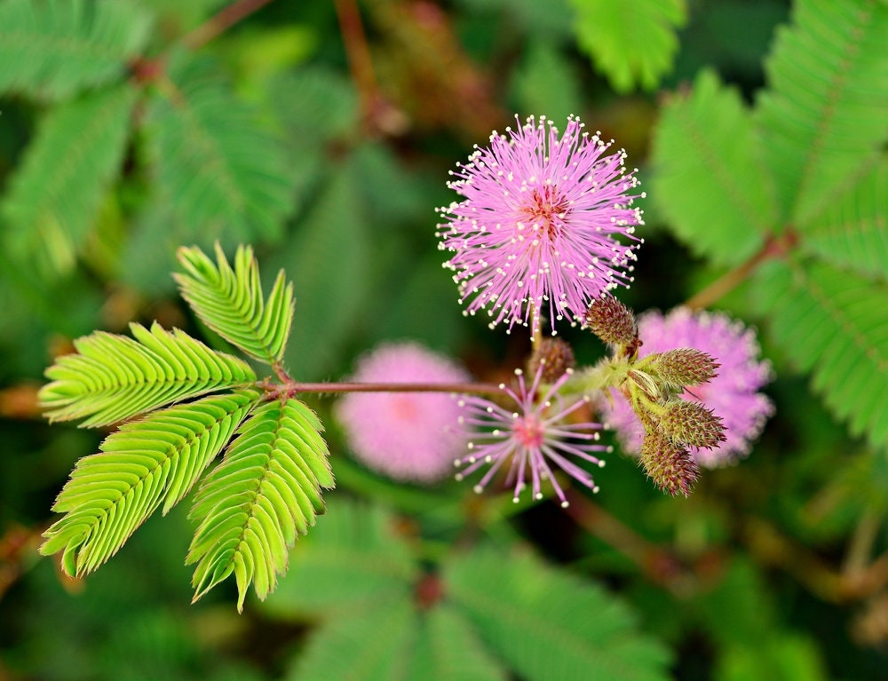 planting sensitive plant seeds Sensitive Plant Seeds for Planting - Exotic Flower Seeds
