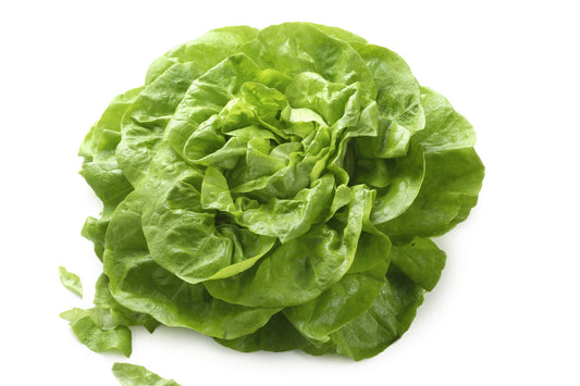 500 Buttercrunch Lettuce Seeds for Planting - Non-GMO, Hydroponics - Microgreens - AKA Butterhead Lettuce, Boston Lettuce, Bibb Lettuce