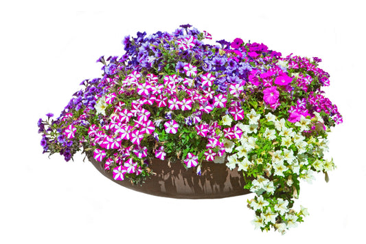 Mixed Petunia Flower Seeds for Planting | 200 Seeds | Non-GMO | Rare Seeds for Planting Home Garden, Seeds, Gardeners Choice!