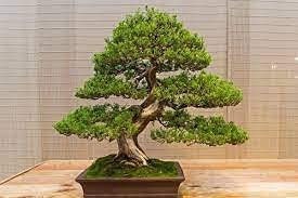 Juniper Bonsai Tree Seeds - 50 Seeds