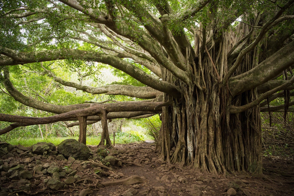 Banyan Tree Seeds for Planting - 30 Seeds of Ficus benghalensis - Indian Banian Tree - Ships from Iowa, USA