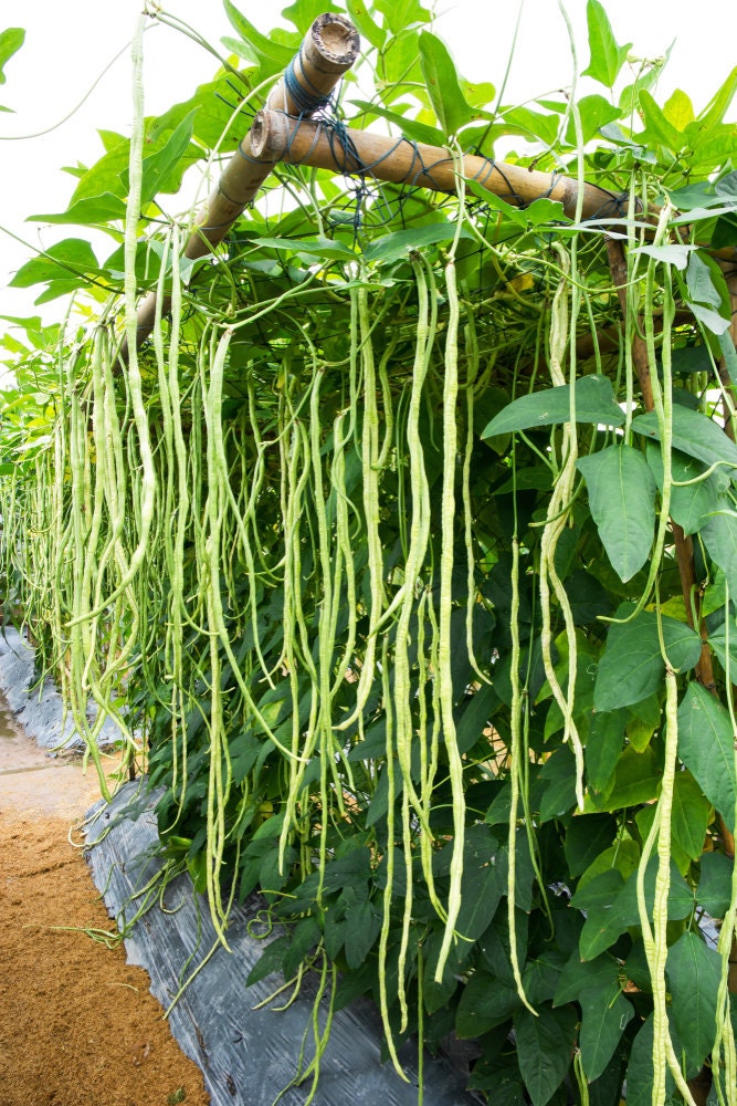 snake beans plant Yard Long Bean Seeds for Planting - Grow Giant Bean Pods