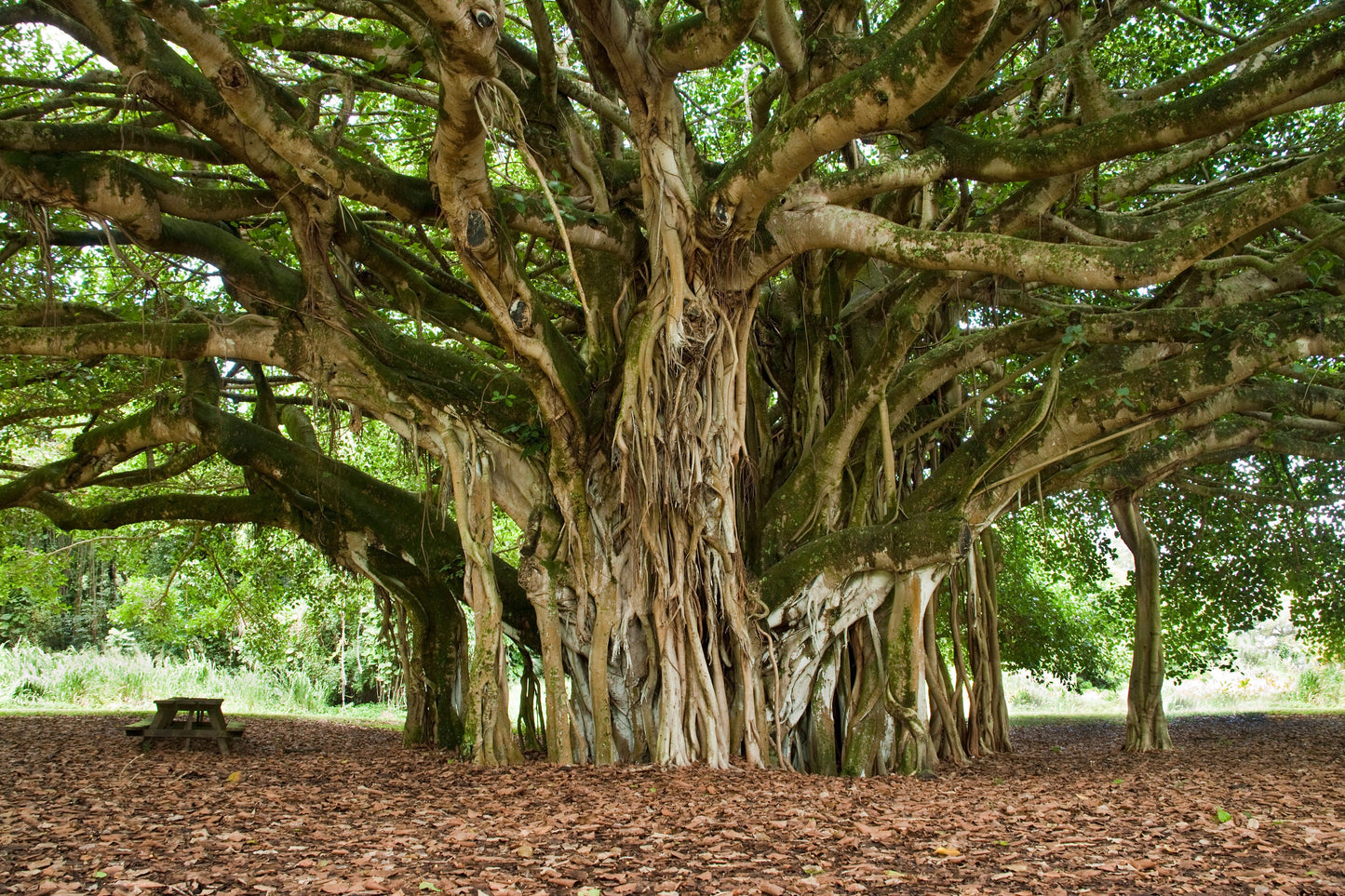 Banyan Tree Seeds for Planting - 30 Seeds of Ficus benghalensis - Indian Banian Tree - Ships from Iowa, USA