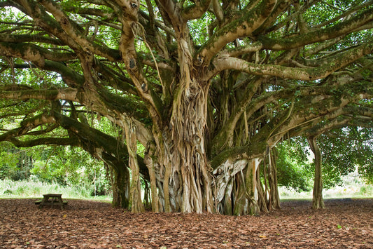 Banyan Tree Seeds for Planting - 30 Seeds of Ficus benghalensis - Indian Banian Tree - Ships from Iowa, USA