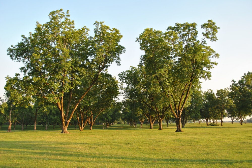 Pecan Tree Seeds for Planting - Carya illinoinensis