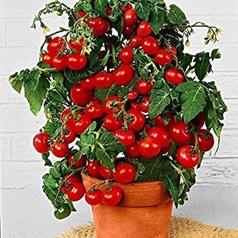 Dwarf Bush Cherry Tomatoes Seeds for Planting - Grow Delicious Cherry Tomatos for Salads or Cooking