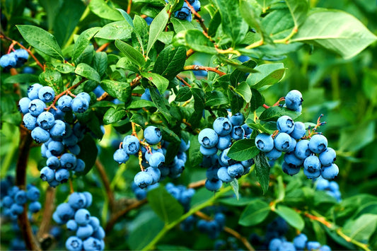 Blueberry Bush Seeds for Planting - Grow Fresh BLueberries - Vaccinium corymbosum, Northern Highbush Blueberry