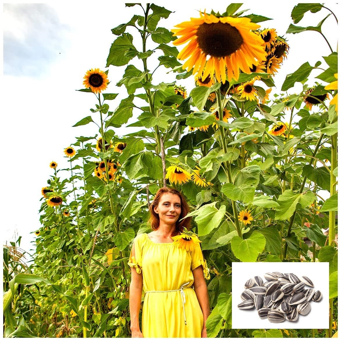 Skyscraper Sunflower Seeds for Planting | Huge 15-20 feet Tall with Giant Sunflowers | Ships from Iowa, USA