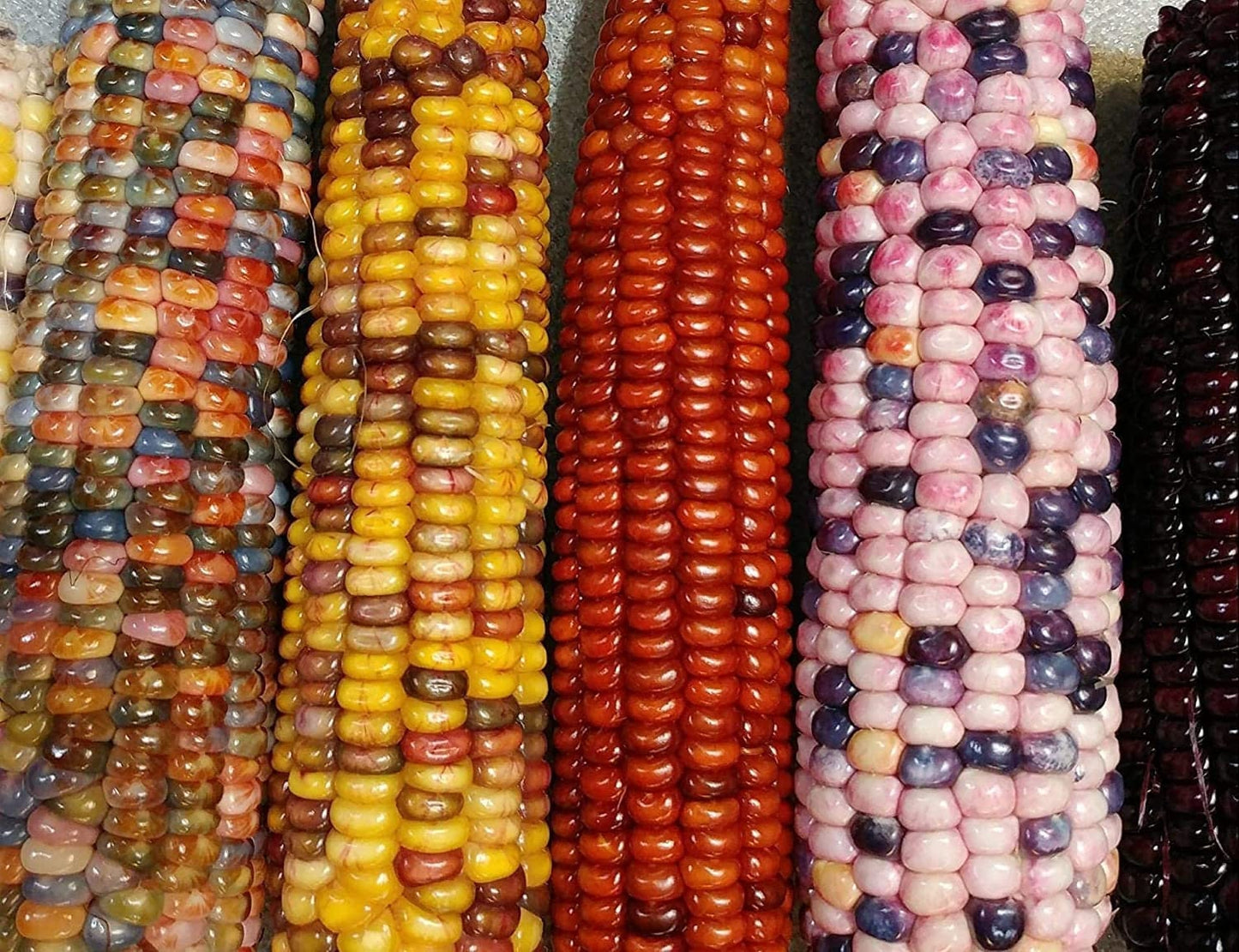 Mountain Indian Corn Seeds for Planting Outdoors, Rainbow Corn Seeds ( Mixed Painted Mountain Indian Corn ), Rainbow Corn Seeds