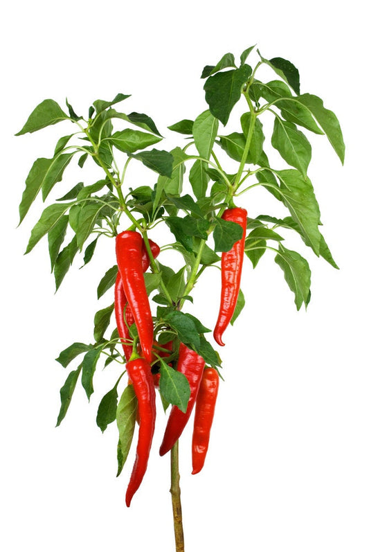 Red Cayenne Pepper Seeds - 100 Seeds - Grow Red Hot Chili Peppers - Great for Eating or Chili Powder