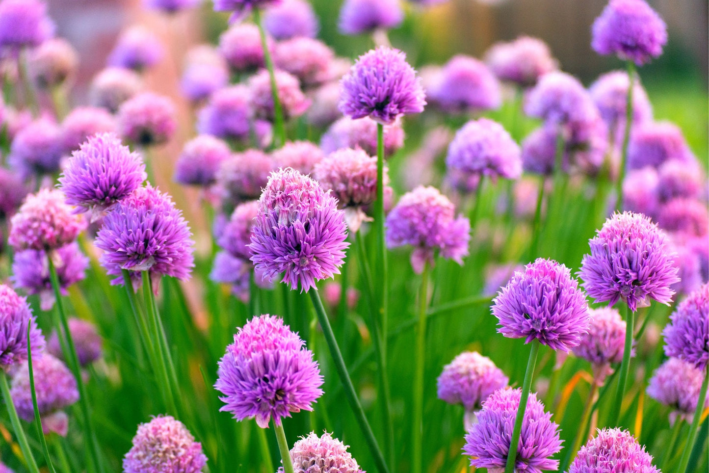 Fresh Chive Seeds for Planting - allium schoenoprasum - Culinary Herb, Non-GMO