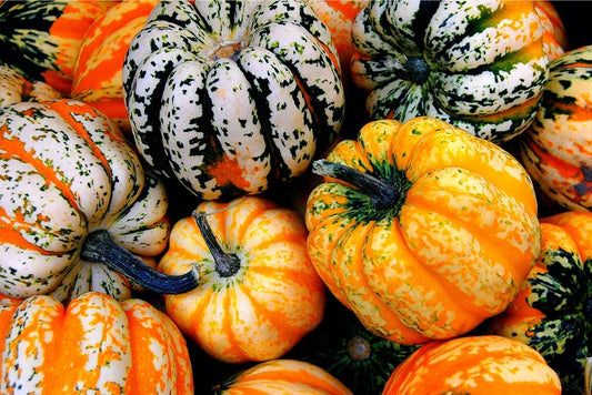 Carnival Acorn Squash Seeds for Planting | Grow Your Own Fall Decor - Colorful Blend of Acorn Shaped Squash